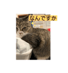ちびみや13（個別スタンプ：17）