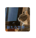 ちびみや13（個別スタンプ：20）