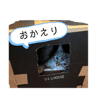 我が家の毛玉ちゃん（個別スタンプ：18）