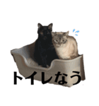 我が家の毛玉ちゃん（個別スタンプ：24）