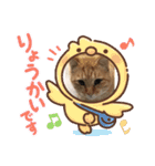 にゃんこandちょひ（個別スタンプ：9）