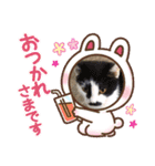にゃんこandちょひ（個別スタンプ：11）