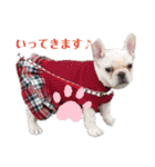 フレンチブルドッグのいちごちゃん1（個別スタンプ：2）