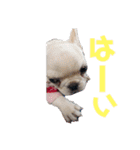 フレンチブルドッグのいちごちゃん1（個別スタンプ：4）