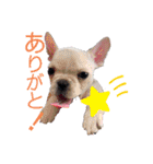フレンチブルドッグのいちごちゃん1（個別スタンプ：5）