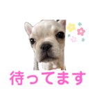 フレンチブルドッグのいちごちゃん1（個別スタンプ：6）
