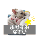 フレンチブルドッグのいちごちゃん1（個別スタンプ：7）