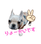 フレンチブルドッグのいちごちゃん1（個別スタンプ：8）