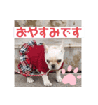 フレンチブルドッグのいちごちゃん1（個別スタンプ：15）