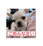 フレンチブルドッグのいちごちゃん1（個別スタンプ：17）