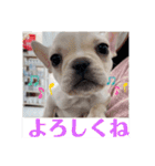 フレンチブルドッグのいちごちゃん1（個別スタンプ：18）