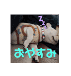 フレンチブルドッグのいちごちゃん1（個別スタンプ：20）