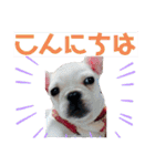 フレンチブルドッグのいちごちゃん1（個別スタンプ：21）