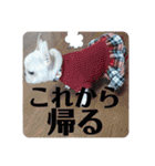 フレンチブルドッグのいちごちゃん1（個別スタンプ：24）