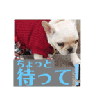 フレンチブルドッグのいちごちゃん1（個別スタンプ：25）
