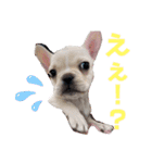 フレンチブルドッグのいちごちゃん1（個別スタンプ：31）