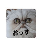 ビビりな子猫（個別スタンプ：1）