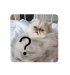 ビビりな子猫（個別スタンプ：3）