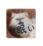 ビビりな子猫（個別スタンプ：4）