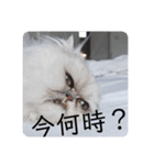 ビビりな子猫（個別スタンプ：5）
