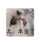 ビビりな子猫（個別スタンプ：6）