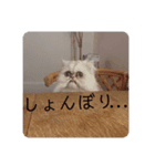 ビビりな子猫（個別スタンプ：7）