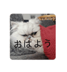 ビビりな子猫（個別スタンプ：8）