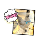 うこっけいのふうちゃん 波に乗る（個別スタンプ：2）