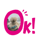 うこっけいのふうちゃん 波に乗る（個別スタンプ：5）