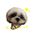 シーズーのむーちゃんスタンプpart2♡（個別スタンプ：11）