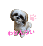 シーズーのむーちゃんスタンプpart2♡（個別スタンプ：12）