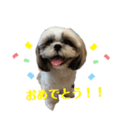シーズーのむーちゃんスタンプpart2♡（個別スタンプ：21）