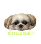 シーズーのむーちゃんスタンプpart2♡（個別スタンプ：22）