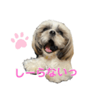シーズーのむーちゃんスタンプpart2♡（個別スタンプ：32）