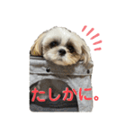 シーズーのむーちゃんスタンプpart2♡（個別スタンプ：35）