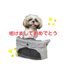 シーズーのむーちゃんスタンプpart2♡（個別スタンプ：39）