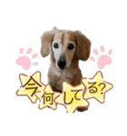 愛犬さっくん2（個別スタンプ：1）