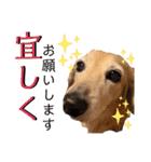 愛犬さっくん2（個別スタンプ：2）