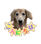 愛犬さっくん2（個別スタンプ：3）