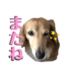 愛犬さっくん2（個別スタンプ：4）