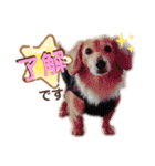愛犬さっくん2（個別スタンプ：5）
