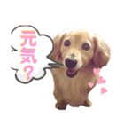 愛犬さっくん2（個別スタンプ：6）