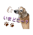 愛犬さっくん2（個別スタンプ：7）