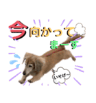 愛犬さっくん2（個別スタンプ：8）