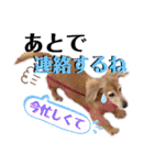 愛犬さっくん2（個別スタンプ：9）