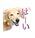 愛犬さっくん2（個別スタンプ：10）