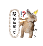 愛犬さっくん2（個別スタンプ：11）