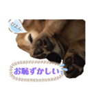 愛犬さっくん2（個別スタンプ：12）