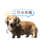 愛犬さっくん2（個別スタンプ：13）