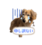 愛犬さっくん2（個別スタンプ：14）